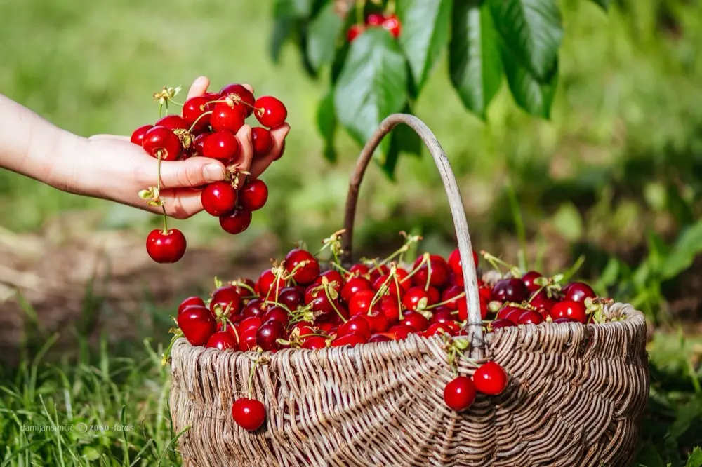 Brda cherries